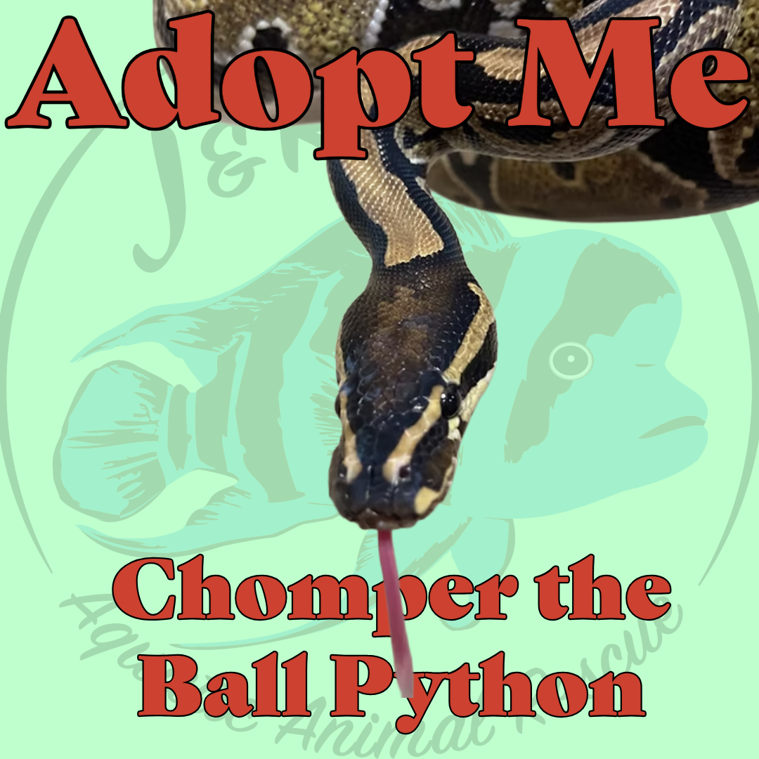 Chomper the Ball Python