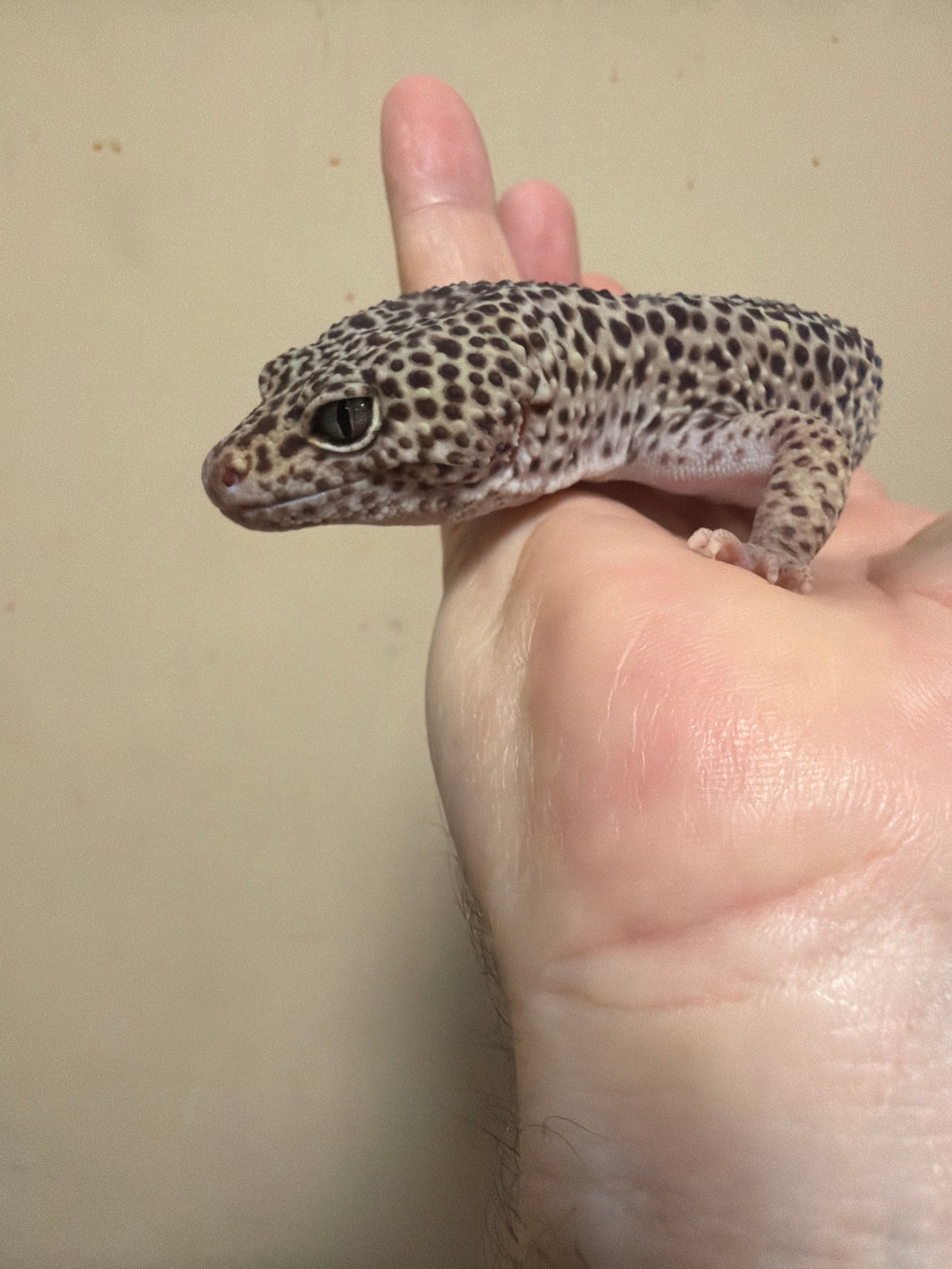 Crunch Wrap Supreme the Leopard Gecko