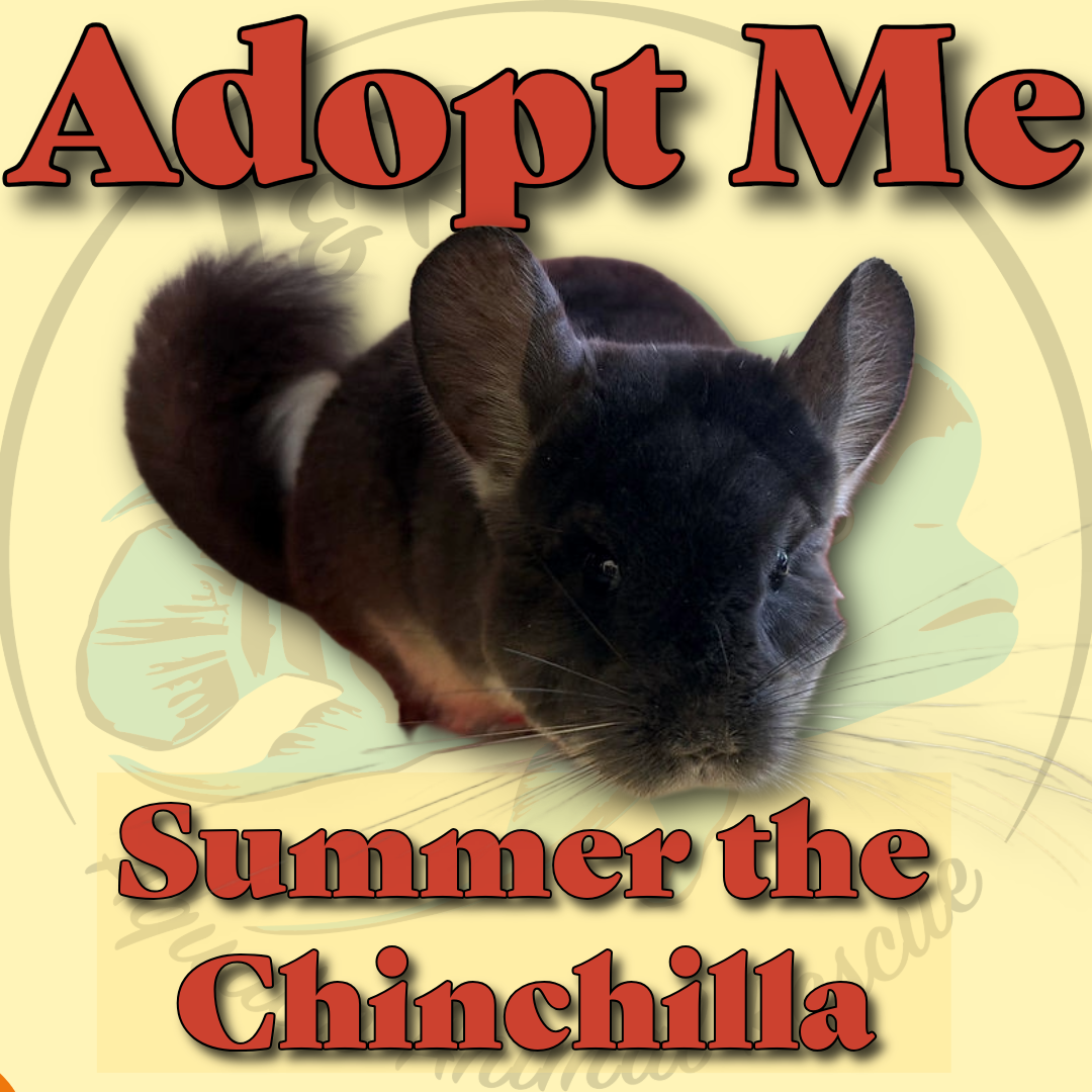 Summer the Chinchilla available 10/30/26