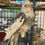 Thumbnail: Assorted Cockatiel