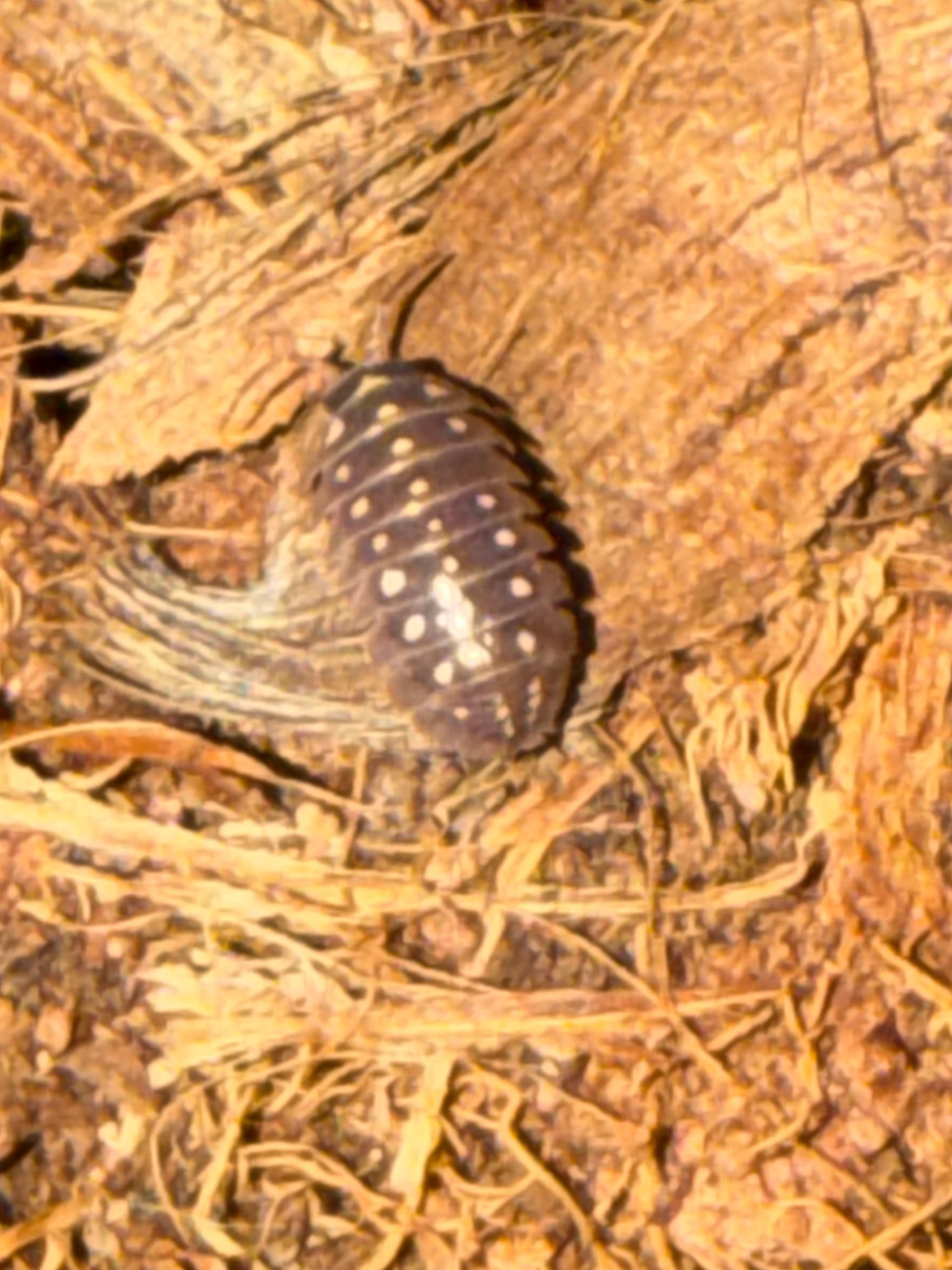 Clown Isopod - Armadilidum klugi