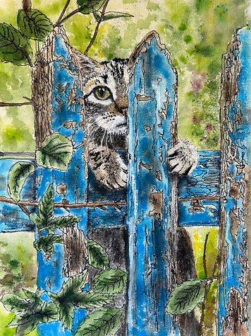 'Eye Spy!'