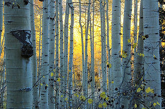 432176-Kycb.jpg