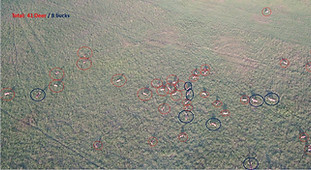 Aerial photograhy in wildlife