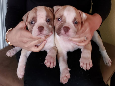 American bulldog twin's puppies.