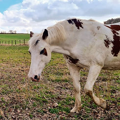 Hippothérapie élèves dys école médiation animale