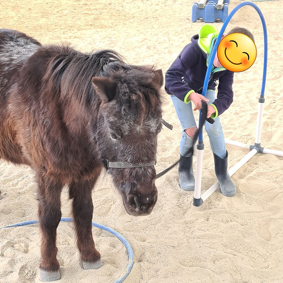 Hippothérapie médiation animale élèves dys coaching scolaire 2