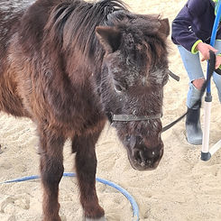 hippothérapie élèves dys aide coaching solaire