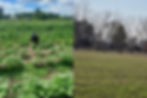 Basu Natural Farms