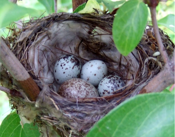 A single, reddish-brown-spotted cowbird egg sits next to three smaller, whiter Yellow Warbler eggs. Photo by Stylurus via Birdshare.