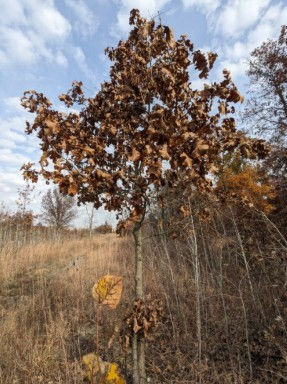 A young black oak at Okàn Savanna.