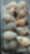 Common Murres eggs