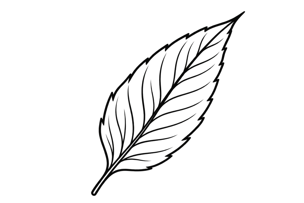 Leaf illustration
