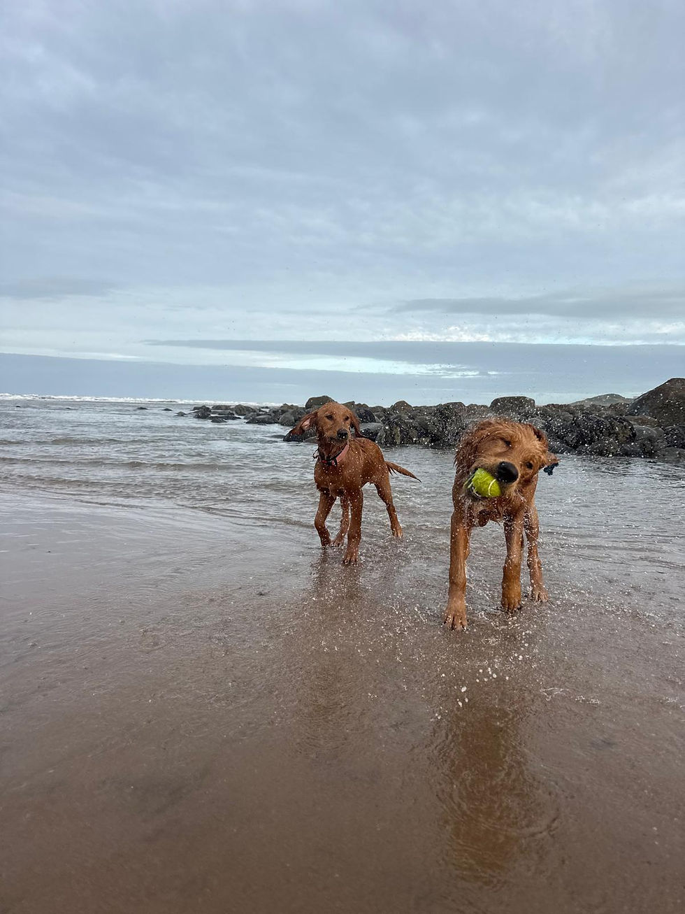 Westhouse retrievers walking together on the beach