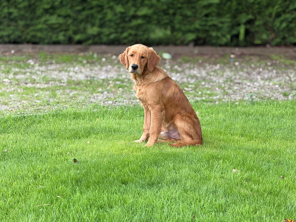Retriever at Westhouse Retrievers in North Yorkshire