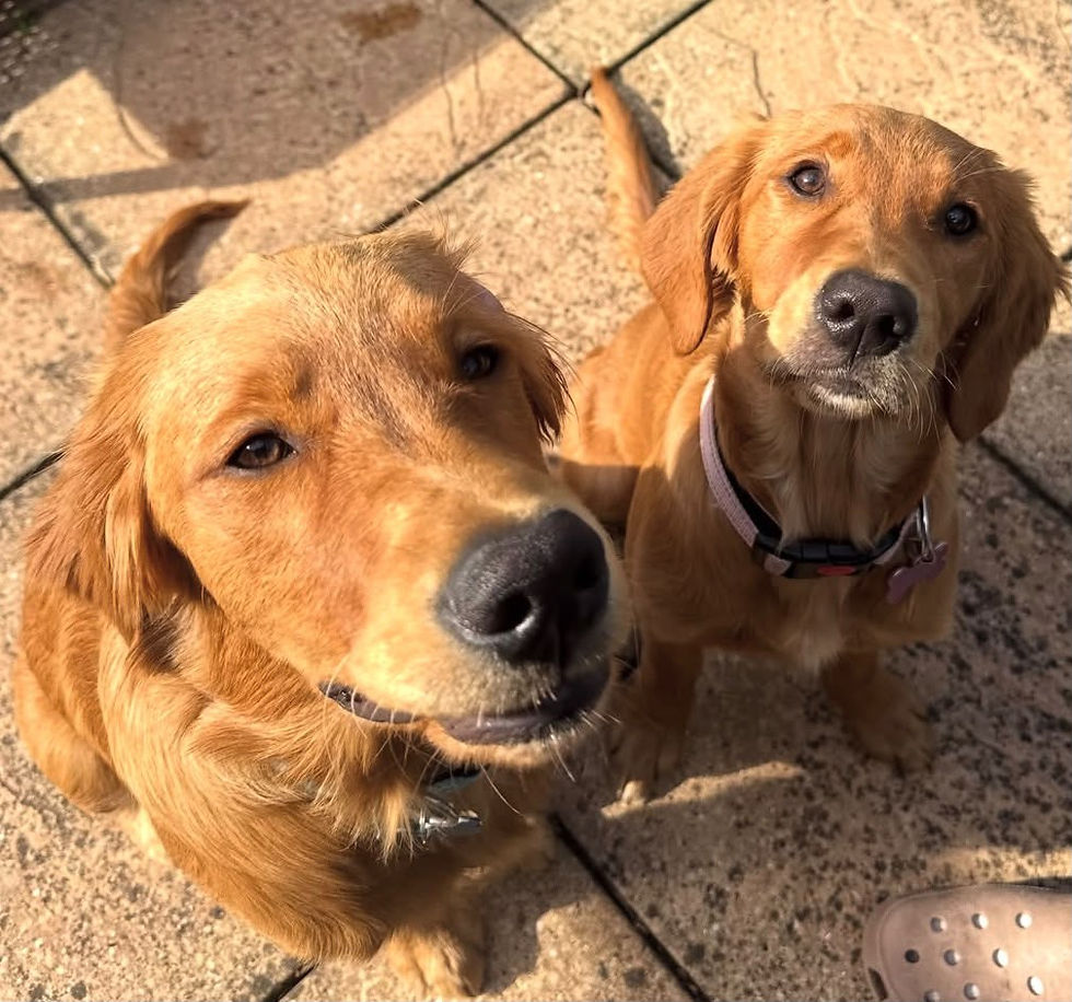 Two Westhouse Retrievers together