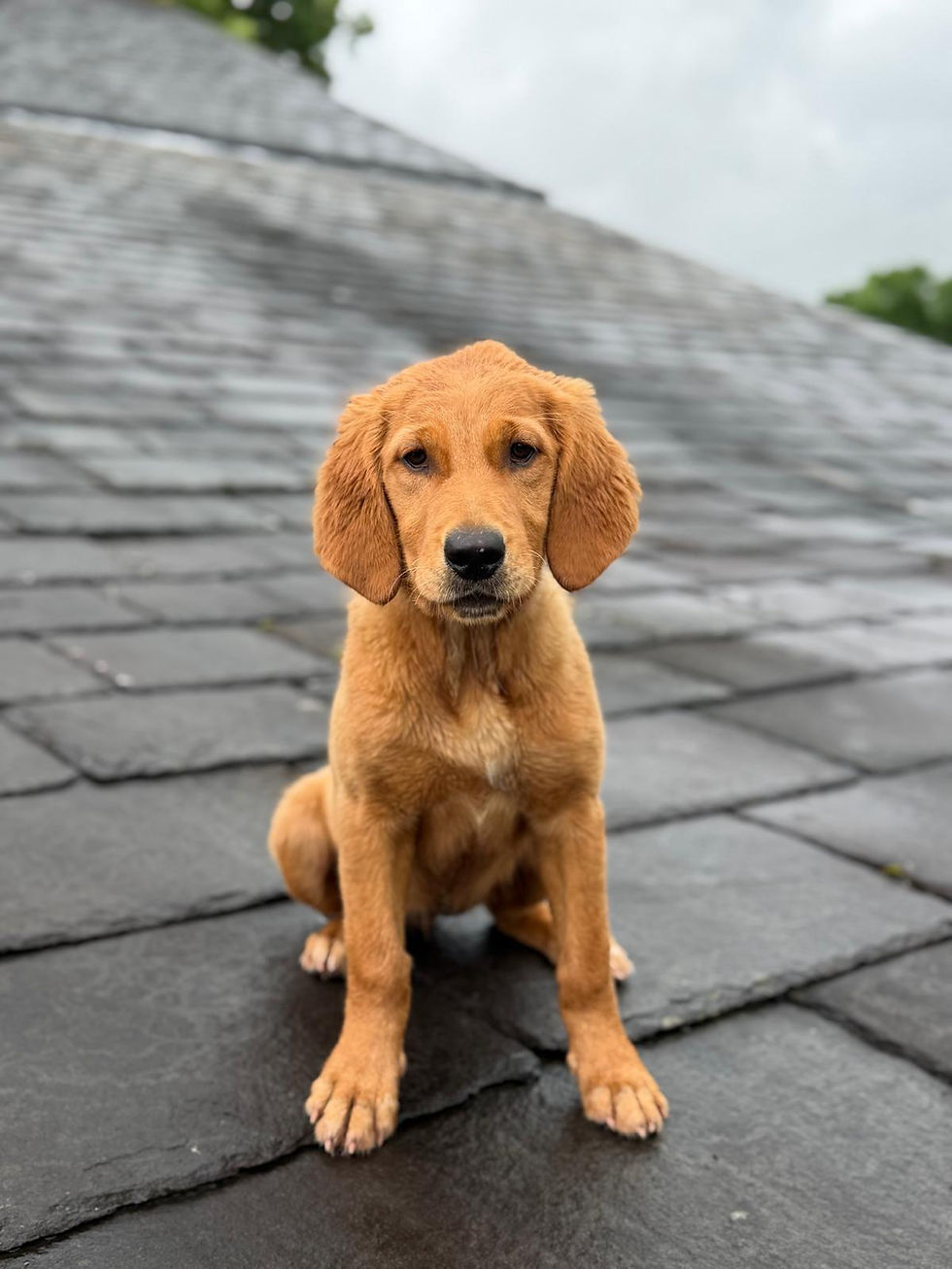 Golden retriever puppy at Westhouse Retrievers