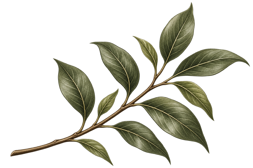 Botanical leaf illustration