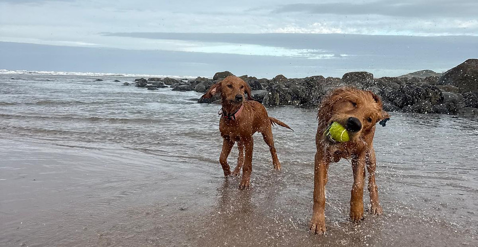 Two Westhouse Retrievers enjoying a beach walk