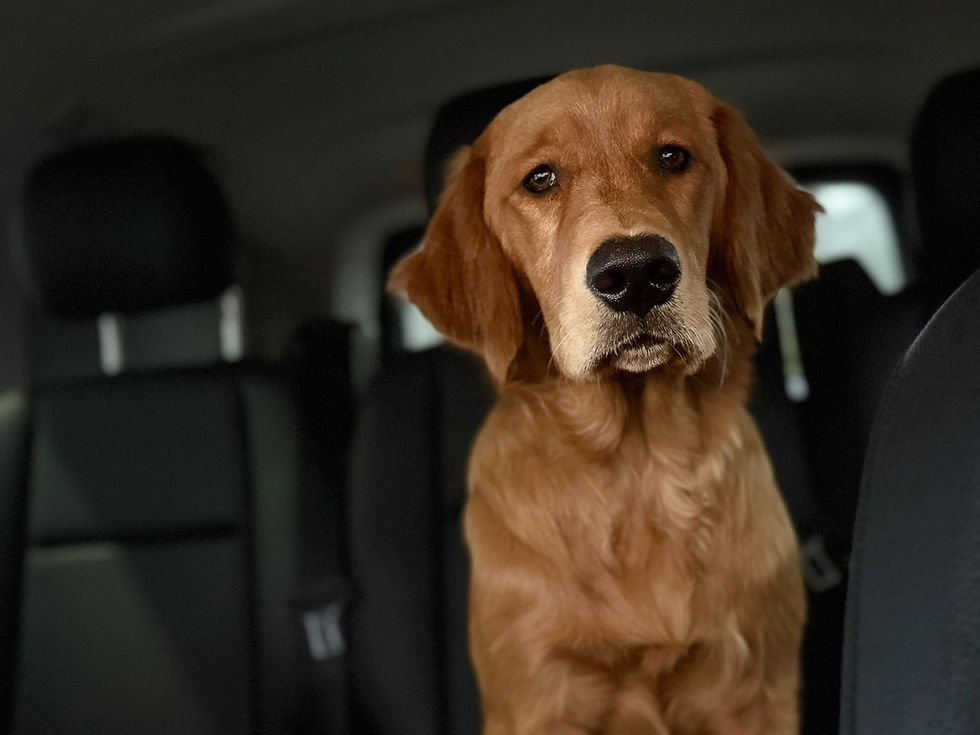 Duke Fox red retrievers
