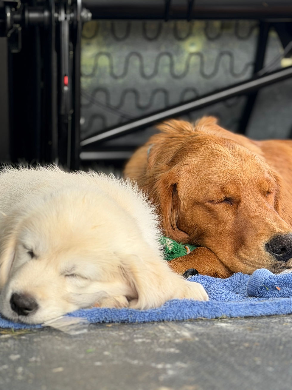 Duke and Brie Sleeping