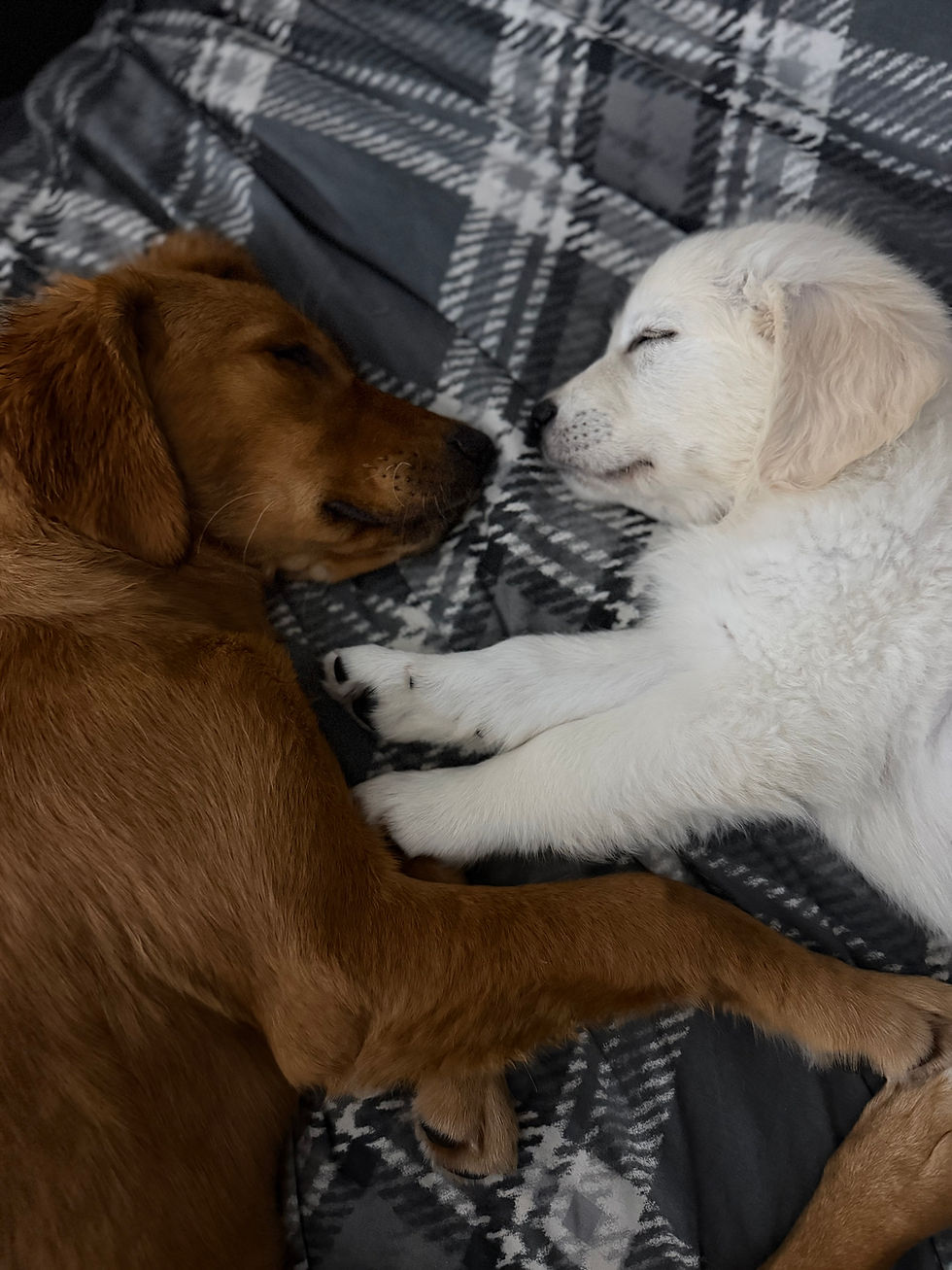 Working vs Show Golden Retrievers: What’s the Difference?