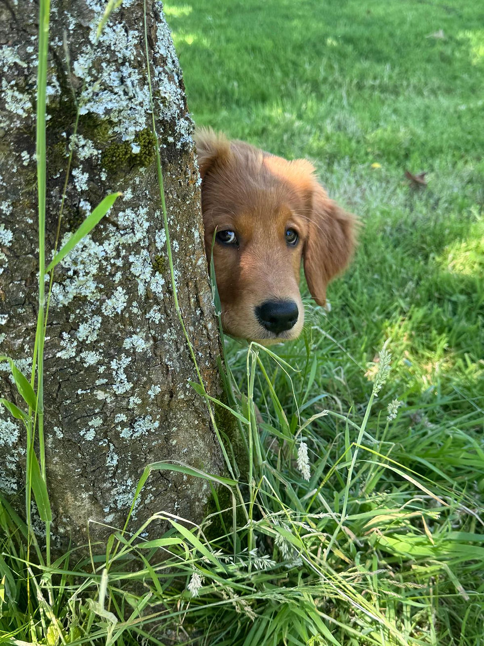 Westhouse Retriever exploring outdoors