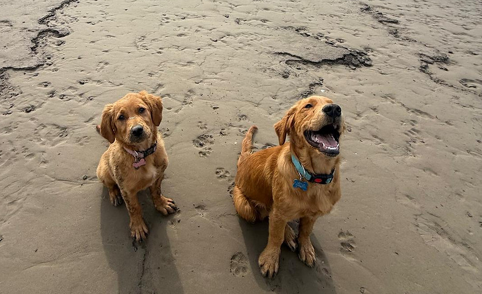 Two Westhouse Retrievers enjoying a walk in the countryside
