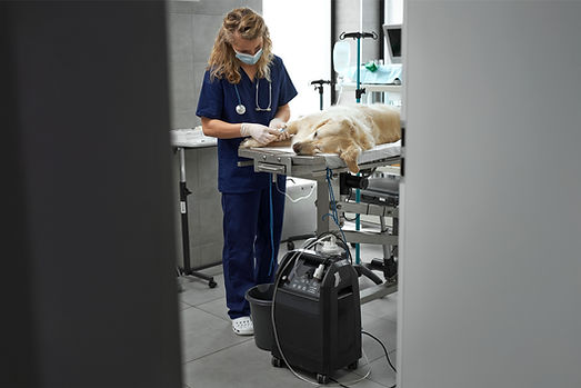 female-doctor-preparing-dog-for-surgery-at-the-hos-2024-11-28-22-01-42-utc.jpg