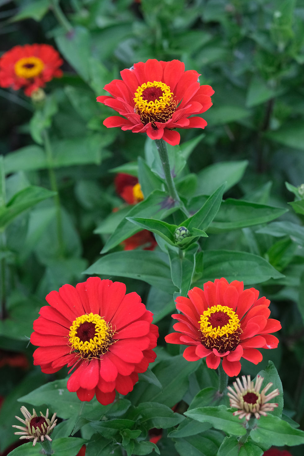 Thumbnail: Scarlet Zinnia