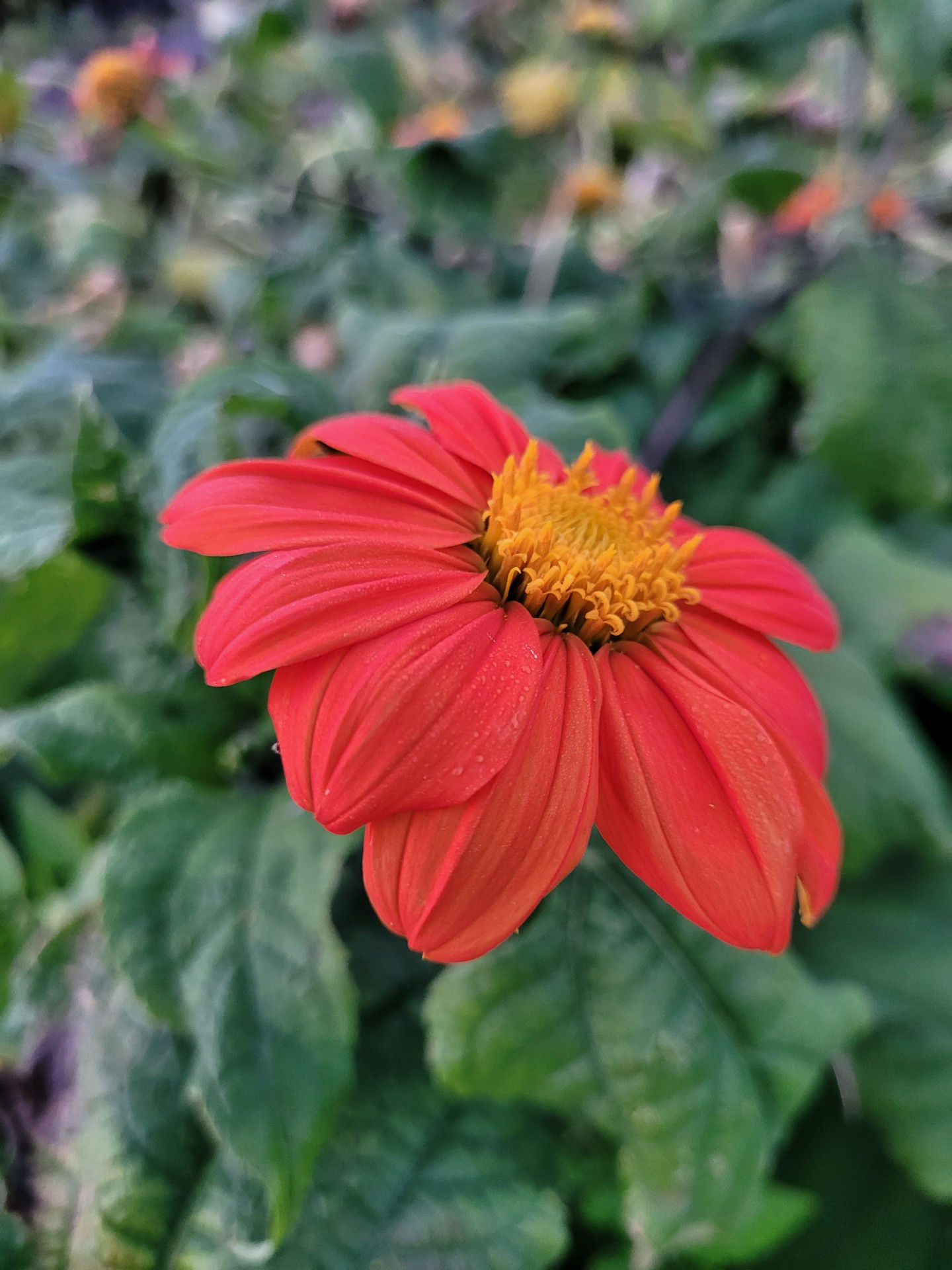 Mexican Torch Flower