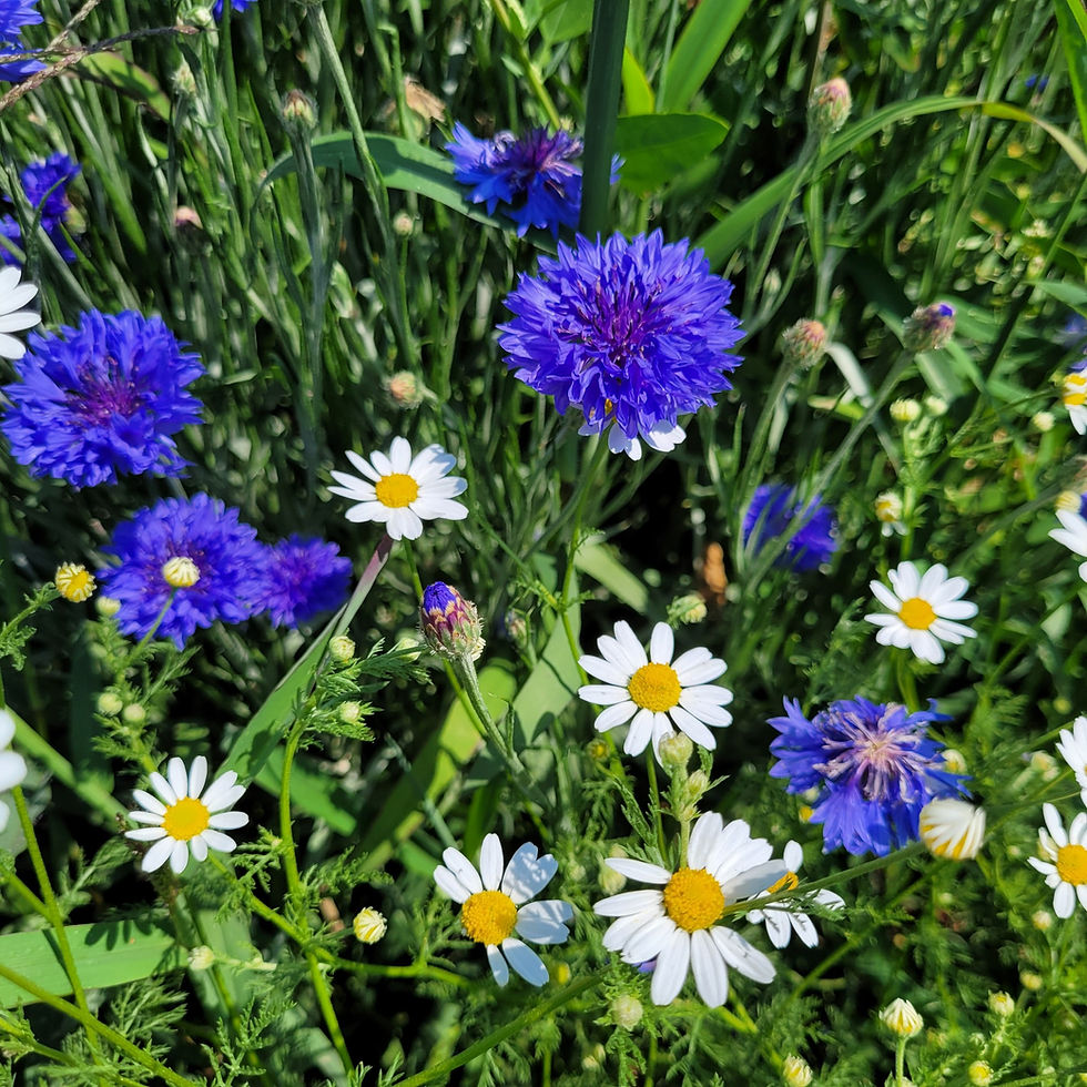 Thumbnail: German Chamomile