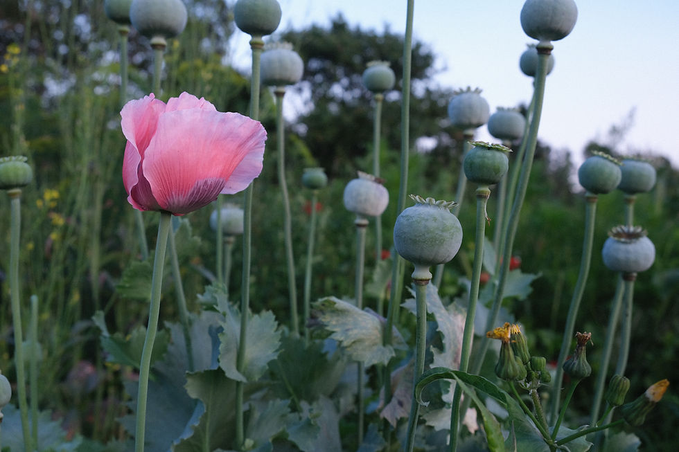 Thumbnail: Pink Poppies