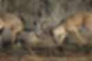 TX-Deer-06-095.jpg