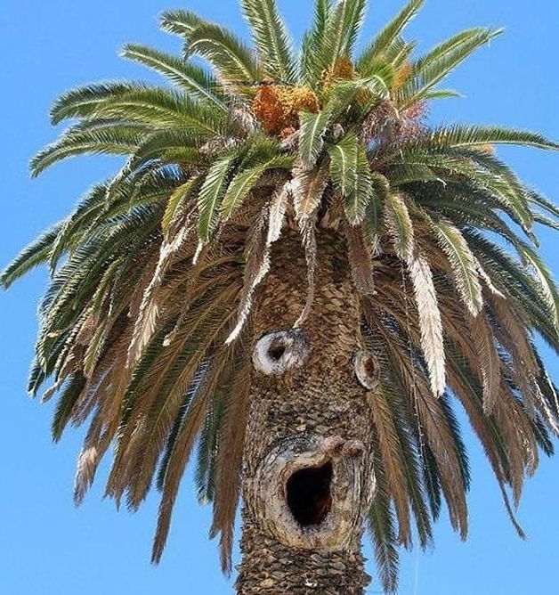ree