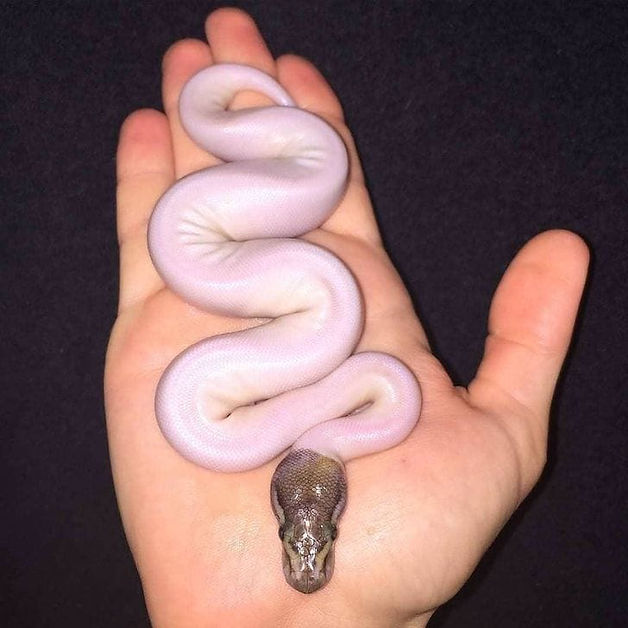 ree