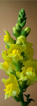 yellow snapdragon