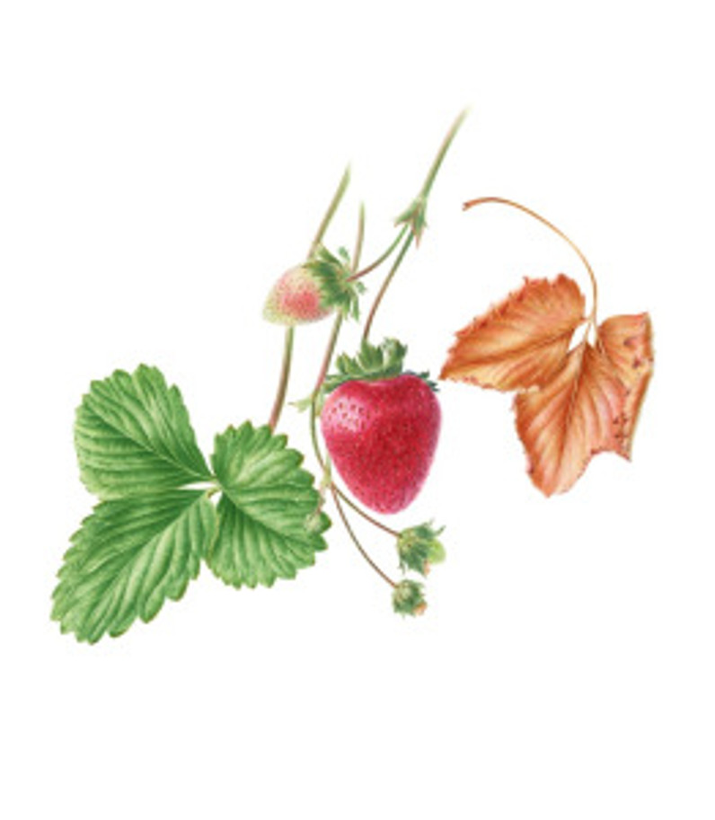 Fragaria x ananassa, Strawberry, watercolor by John Pastoriza-Piñol, © 2016.