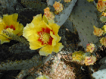 Blooming cactus