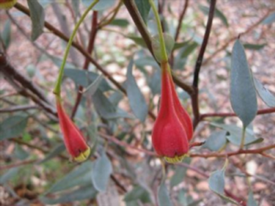 Eucalyptus forrestiana, photo courtesy of Australian Native Plants, © 2016.