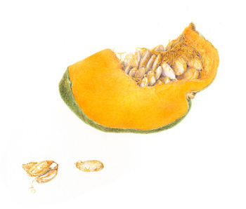 Detail of Cucurbita Maxima, watercolor by Deborah Shaw, © 2014, all rights reserved.