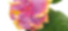 Copy of Schultz_Lilita_Hibiscus_edited.jpg