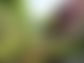 A Garden Voyage in San Marino, California