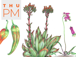 Lesley Randall to teach colored pencil at "Art on 30th"