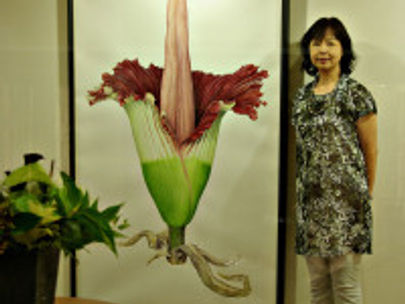 Botanical Art Exhibition of Mieko Ishikawa