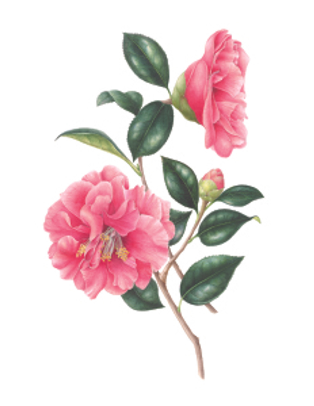 Gilly Shaeffer, "Camellia," watercolor on paper, 2015, all rights reserved.