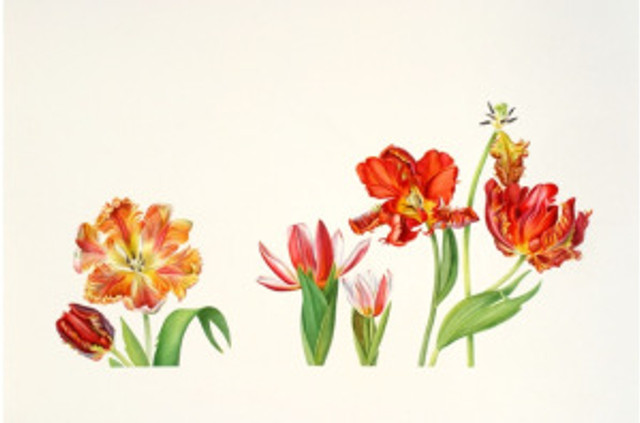 Tulip Parade, watercolor by Anita Walsmit Sachs, © 2016, all rights reserved.