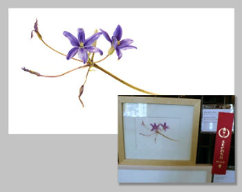 Thread-leaved Brodiaea, Second Place by Deborah Shaw