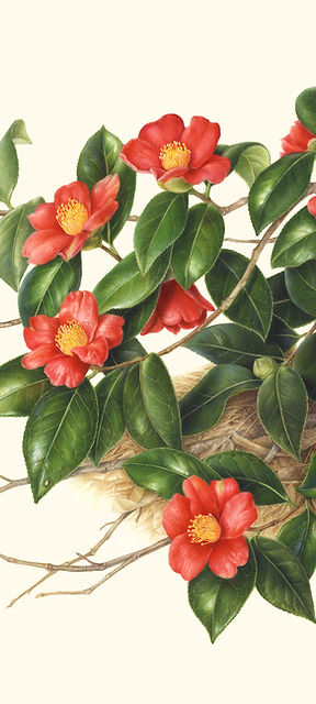 ユキツバキ(加筆後)_Camellia rusticana.jpg