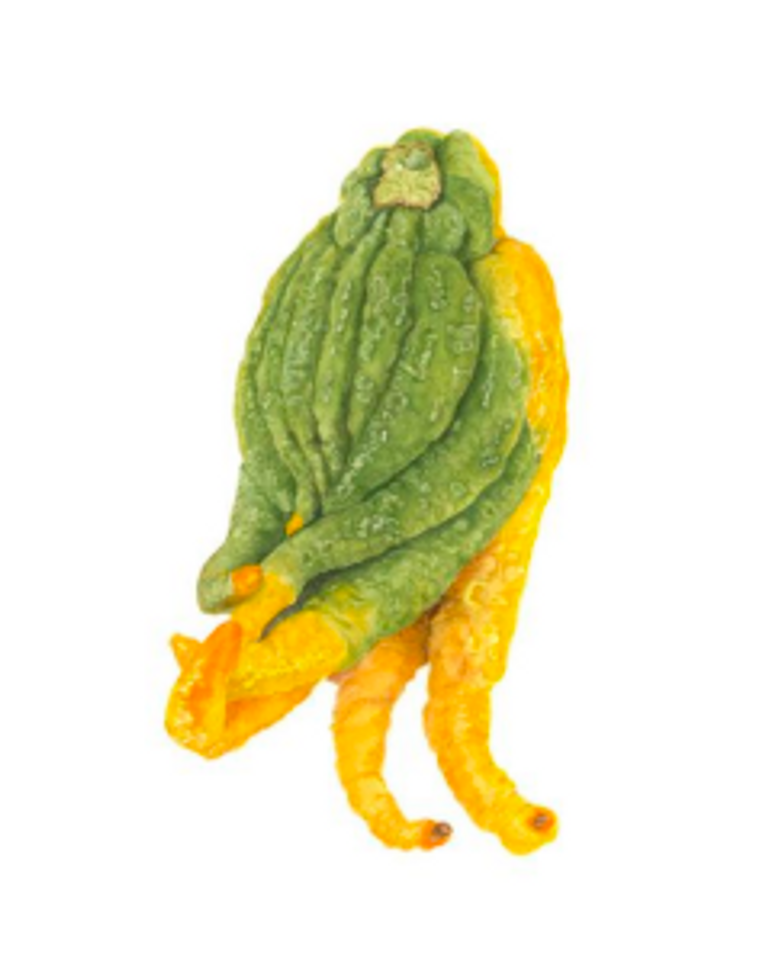 Sally Jacobs' "Buddha's Hand (Lemon Fingers) Watercolor," 19x16. Part of Sally Jacobs' "Sundays at the Farmers Market" exhibition at the TAG Gallery in Los Angeles.